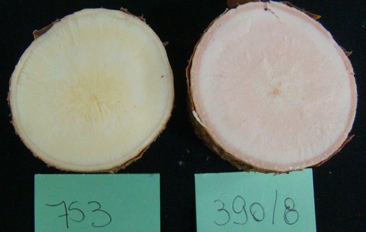 Resultados Mandiocas Rosadas Clone 390/8 BRS