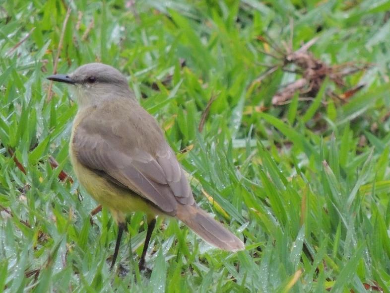 ASPECTOS DO MEIO BIÓTICO - FAUNA 154 espécies de