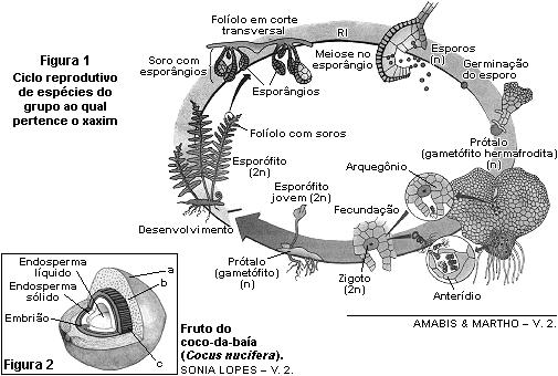 [BIOLOGIA MAIS] [WWW.BIOLOGIAMAIS.COM.BR] [VOLUME 4] 234 5. (UECE) São plantas que se caracterizam por apresentar grandes folhas, geralmente pinadas, chamadas frondes.