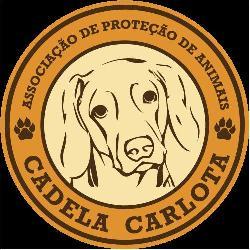 Gatos para Adopção CCC Lagos - Cadela Carlota & Companhia http://cadelacarlotacompanhia.