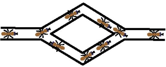 No início, as formigas são deixadas livres para escolher o caminho.