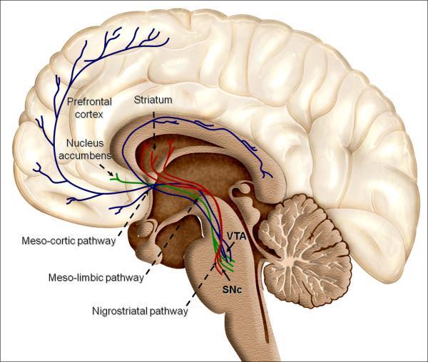 Sistema Dopaminérgico Sistema de Recompensa envolve a via dopaminérgica mesolímbica (Área tegumentar ventral Núcleo