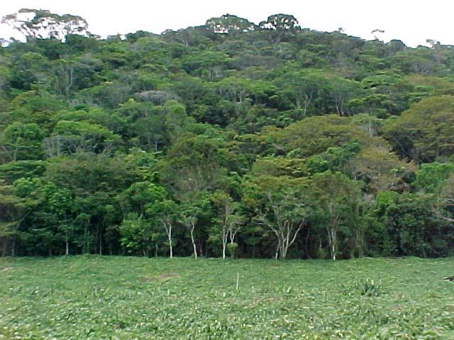 . Vista geral dos estratos arbóreo, arbustivo e herbáceo do PEJVS,