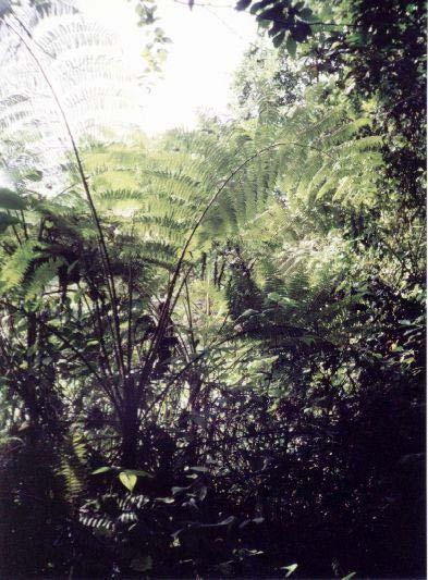 Cyathea microdonta (Desv.