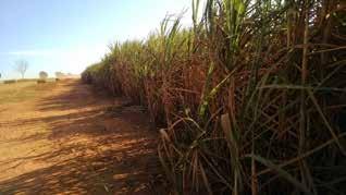 10.7. Mato Grosso Diferentemente de outros estados que compõem a Região Centro-Sul, o Mato Grosso não apresentou estiagem acentuada que prejudicasse a safra 2018/19 de cana-de-açúcar.