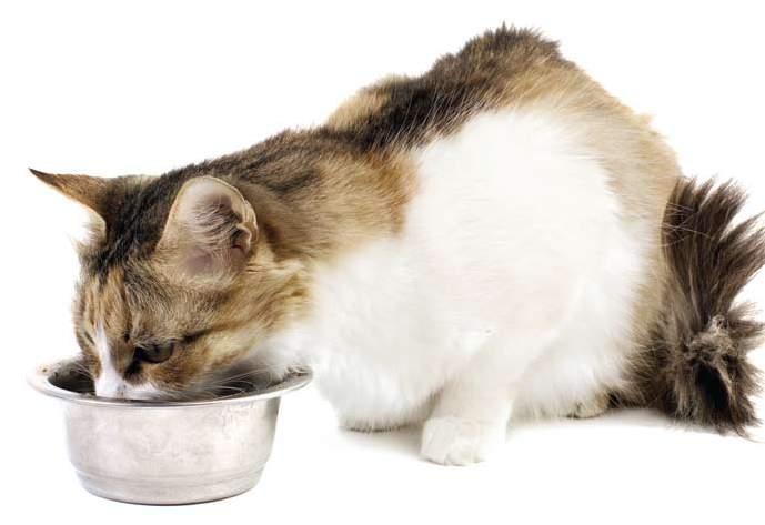 Alimentando o gato maduro Assim como os outros mamíferos, quando os gatos envelhecem, as suas necessidades nutricionais começam a mudar.