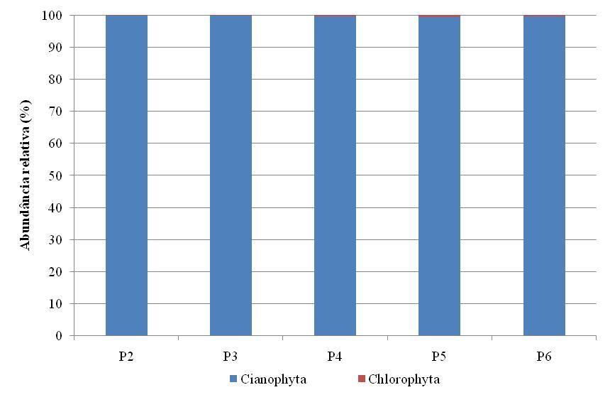 54 Figura 5.21 - Abundância relativa do fitoplâncton, nos pontos P2, P3, P4, P5 e P6 na lagoa de polimento da ETE - Rio Formoso (PE), no período de Agosto de 2015 a Janeiro de 2016. 5.4.1 Cianophyta A Figura 5.