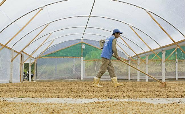 Os produtores estão investindo na construção de estufas para a secagem dos grãos O reconhecimento reflete o momento da cafeicultura no Espírito Santo.