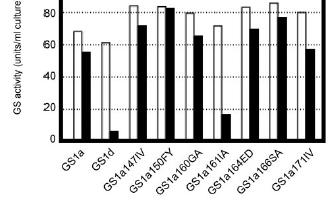 Determinantes estruturais de estabilidade em GS1a - Substituição de aminoácidos simples nas 7 posições de divergência entre GS1a