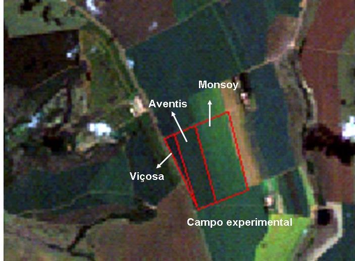 Figura : Imagem Landsat TM do dia 27/2/24 R(3) G(2) B (), mostrando a área de estudo delimitada em vermelho e as três cultivares distintas.