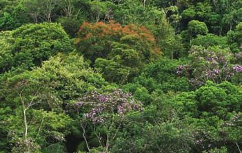 Mata Atlântica Vegetação exuberante, com árvores altas, higrofitismo e epifitismo (orquídeas).