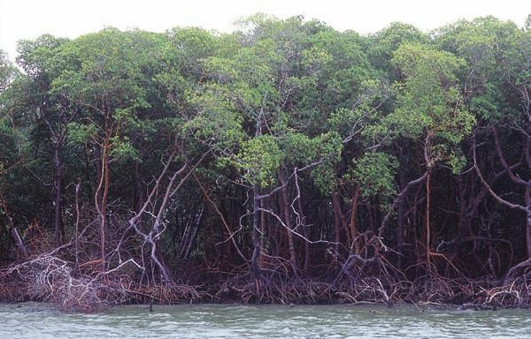 FABIO COLOMBINI BRASIL BIOMAS TERRESTRES (24) O Amaz nia Caatinga Fonte: IBGE.