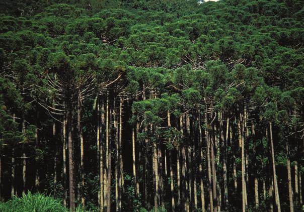 Mata de Araucárias Vegetação constituída por árvores altas (pinheiro- -do-paraná), arbustos (samambaias, xaxim) e gramíneas.