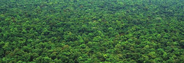 DeLfim martins/pulsar Floresta Amazônica Vegetação densa, distribuída por diversos andares ou estratos.