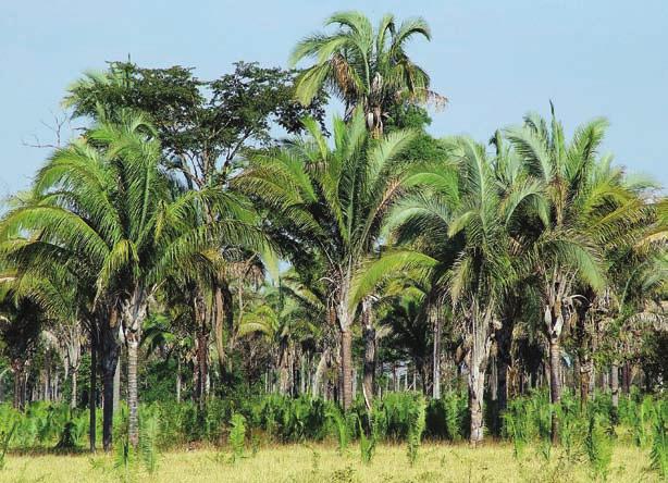 Pantanal Região constituída de áreas de cerrados, florestas secas e s alagadas. Vegetação adaptada a solos encharcados.