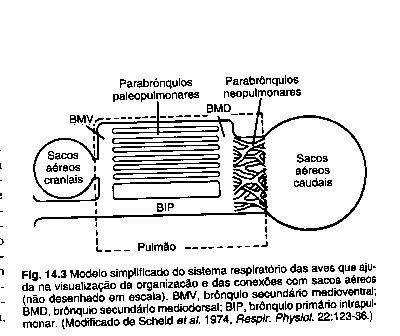 FONTE: FEDDE, M.R. Respiração nas Aves. In Swenson M.J. & Reece W.O.- Dukes- Fisiologia dos Animais Domésticos. Parte II- Respiração e exercício. Cap. 14, - 1la ed. Editora Guanabara Koogan S.A., Rio de Janeiro-RJ, p.