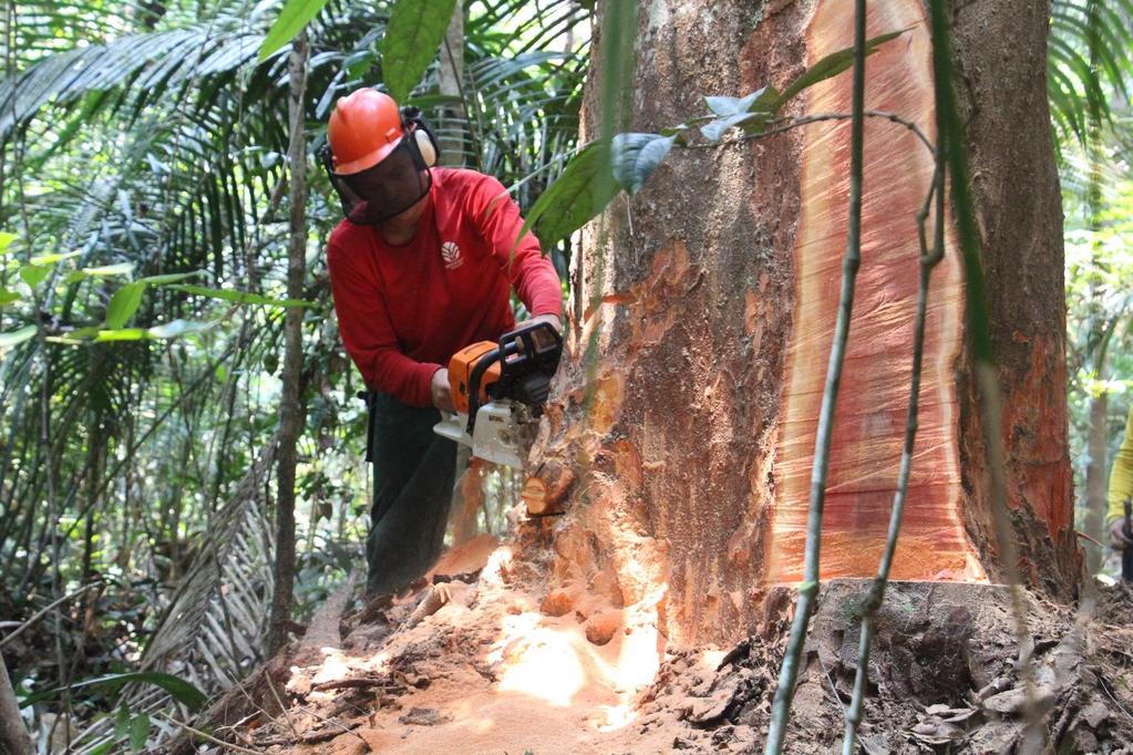 Manejo Florestal Fase 2- Durante a Colheita A operação de colheita florestal é a fase onde são necessárias intervenções na floresta.