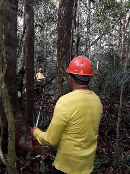 Área de Manejo MIL MADEIRAS Manejo Florestal Fase 3- Após a Colheita Ao término da colheita florestal, a empresa emite o relatório de atividades para o órgão do governo responsável (IBAMA).