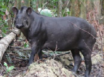 Gavião real Harpia harpyja Arara vermelha Arara chloroptera Tucano do bico preto Tigrisoma lineatum Anta -Tapirus