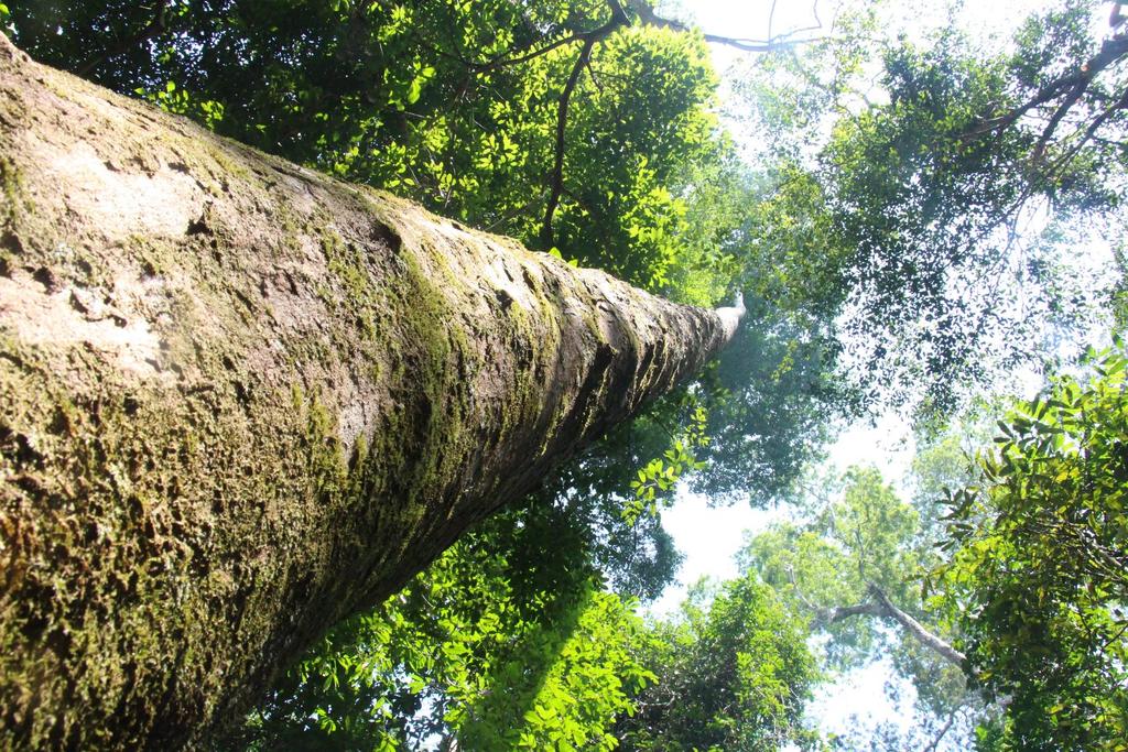 Manejo Florestal Sustentável Um dos princípios da empresa é a busca por alternativas sustentáveis, por isso, atualmente são manejadas mais de 50 espécies de árvores da floresta amazônica, assim a