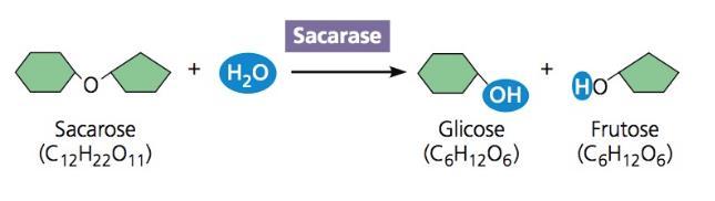 Fonte: Biologia