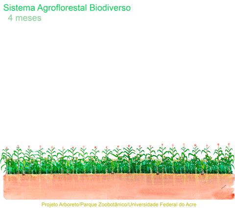 Sistemas Agroflorestais SAFs Agroecológicos são baseados na sucessão natural de espécies, na complexificação do ambiente (consórcios) e na sintropia.