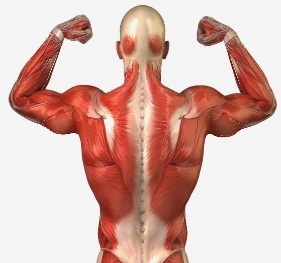 O efeito anti-catabólico foi recentemente descoberto em um estudo que analisou o que acontece com a atividade dos genes nos músculos durante situações catabólicas, como o jejum.