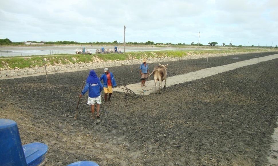 ARANDO A TERRA