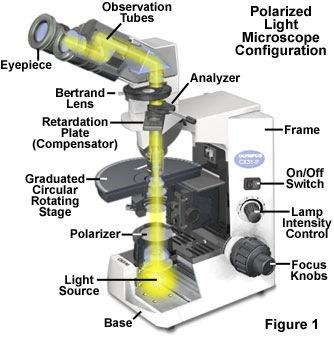 Microscópio óptico Os microscópios ópticos possuem uma limitação física, ditada pelo comprimento de onda da luz visível.
