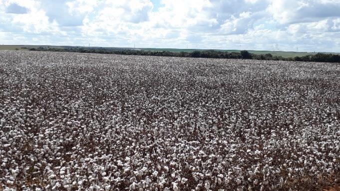 Fig.1 Região Luziânia, algodão pronto para colheita Fig.