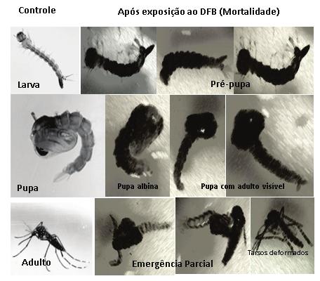 28 Aedes aegypti VVE e STR de e de resistência intermediária e baixa causou anormalidades na aparência dos insetos nos estágios de larva, pupa e adulto (Tabela 3). Tabela 2.