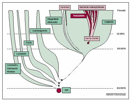 Aspectos evolutivos da endossimbiose em raízes.