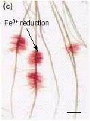 Redução do Fe 3+ a Fe 2+ pela redutase férrica. Entrada por simporte na célula.