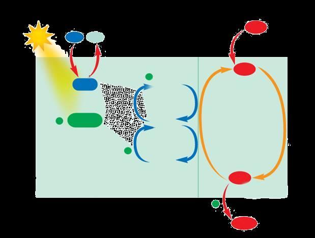 As etapas da fotossíntese Fase de claro (fotoquímica): Tilacoides Fase de escuro (química):