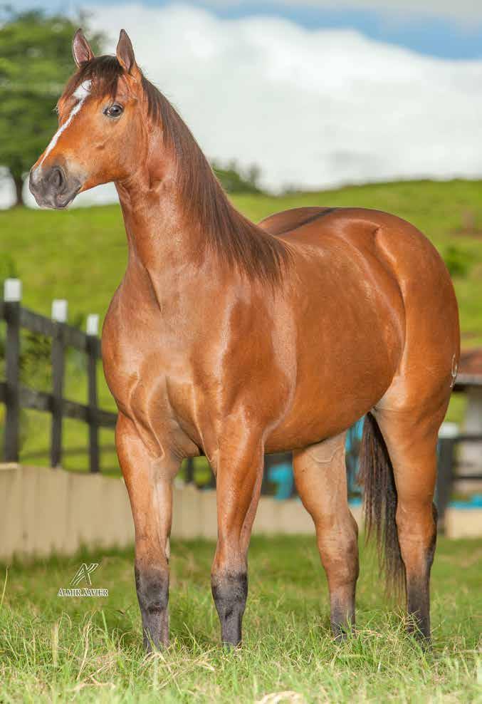 LOTE 08 LADY QUENTAO CAL F - 18/01/17 - C Vendedor: HARAS CUMARÚ QUENTAO ZORRERO GOOC LADY STEEL CAL EL SHADY ZORRERO GO GALA BAR S SHADY STEEL SLN VITORIA RICK VM SHADY LEO EL ANNIE BELL MILK TUFF