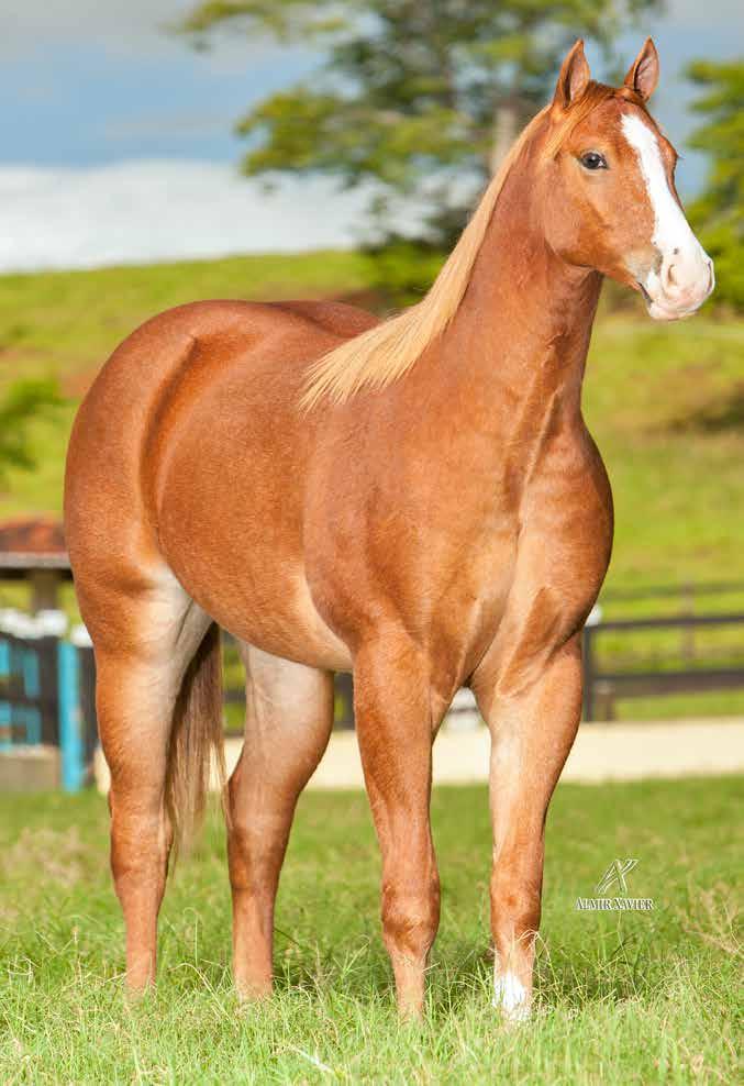 LOTE 09 FREE ETERNALY CAL M - 22/01/17 - A Vendedor: HARAS CUMARÚ SHADY STEEL SLN ISLA ETERNALY CAL EBB TIDE BAR THUNDER CHIEF LANA ETERNALY CAL ETERNAL STEEL FRED S KITTEN SILVER APOLO BAR TINA