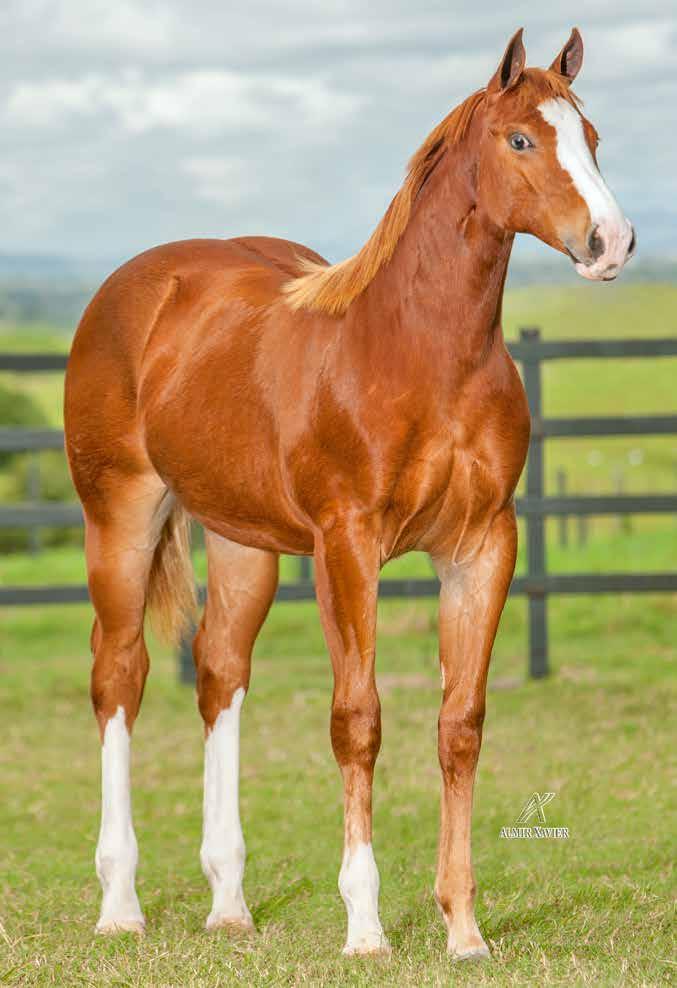 LOTE 11 TOP SILVER DIEGO HJG M - 20/08/17 - A Vendedor: HARAS JOEL GONÇALVES WILD DASH SLN SILVER WILD SLN (ROXAO) DORINHA ALAMITOS SLN DON DIEGO BARS QUE LINDA DIEGO HJG MISS SHADY LAD DASH FOR CASH