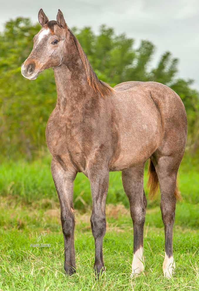 LOTE 29 HENRYETT RONALD RLH M - 01/10/17 - T Vendedor: RANCHO LOVE HORSE HENRYETT RLH MIDNIGHT GATES HCB HOLLAND EASE ETERNALY HAG PEPPY RONALD GATES HCB MIDNIGHT PINE HCB FIRST DOWN DASH EASY