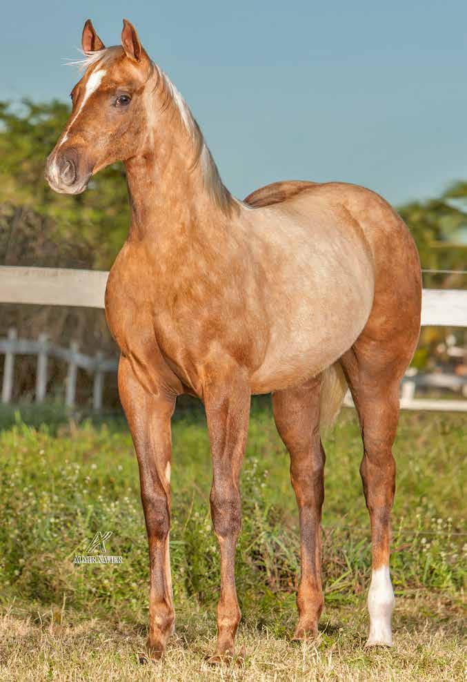 LOTE 01 MISS DOCKIE ROJO F - 19/10/17 - BA Vendedor: CAIO T.