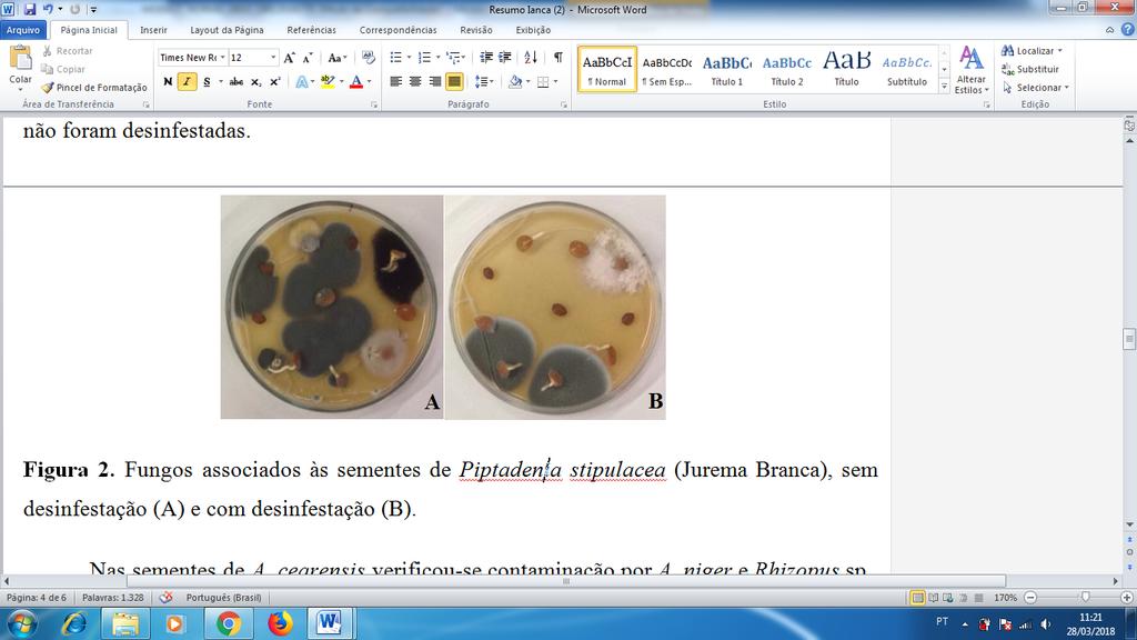 Figura 1. Incidência de fungos (%) em sementes de Piptadenia stipulacea As sementes de P.