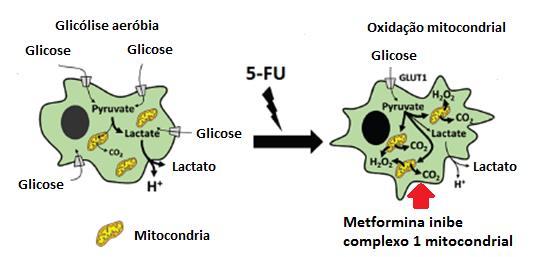 1 Introdução 11 aeróbia (crescimento rápido), restando as células de metabolismo dependente da oxidação mitocondrial 53.