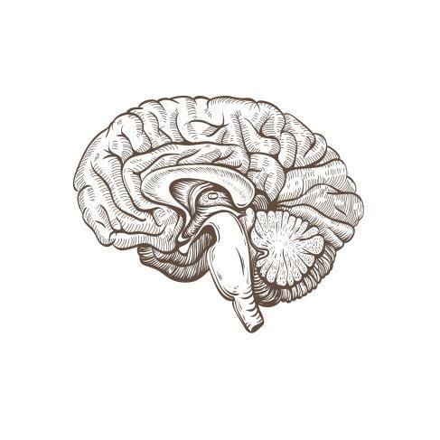 Déficit de Nutrientes na Migrânea Suplementação de Riboflavina, Magnésio e CoQ10 A migrânea é uma desordem funcional do cérebro, cuja fisiopatologia envolve inúmeros diferentes mecanismos incluindo