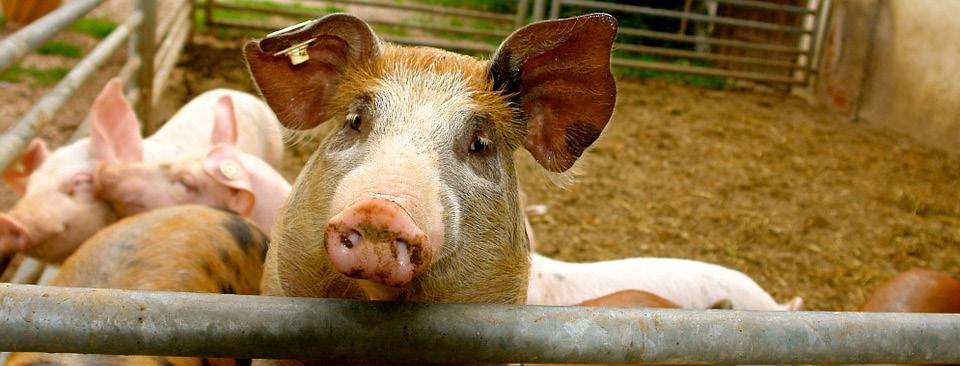 Preços e exportações Os embarques de carne suína in natura alcançaram em outubro o segundo maior volume do ano, mas a redução no preço da proteína exportada verificada nos últimos meses diminuiu os