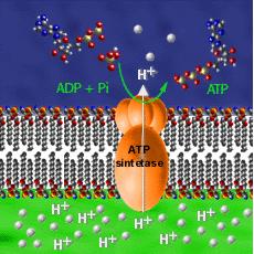 Algumas formas de P na planta ATP DNA FOSFOLIPÍDIOS Os