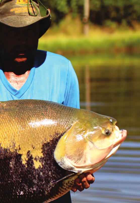 Núcleo de Conservação de Tambaquis Curador: Luciana Shiotsuki Belchior Localização: O Núcleo de Conservação de tambaqui vem sendo mantido na Aquicultura São Paulo, fazenda parceira da Embrapa Pesca e