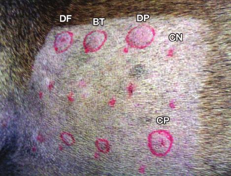 É eficaz para o tratamento da malasseziose e raramente provoca ressecamento ou irritação da pele. Banhos duas vezes por semana são eficazes na maioria dos casos. 1 3.