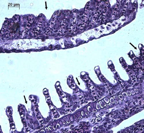 espaçosos entre as lamelas secundárias bastante amplos e nítidos (Figura 50). Figura 50: Brânquia de um organismo-teste controle juvenil de D. rerio, em julho/03.