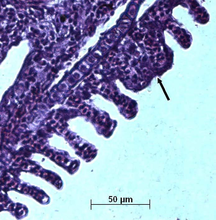 93 Figura 52: Brânquia de um organismo-teste juvenil (espécie D. rerio), exposto ao sedimento do ponto UFSCar em julho/03.