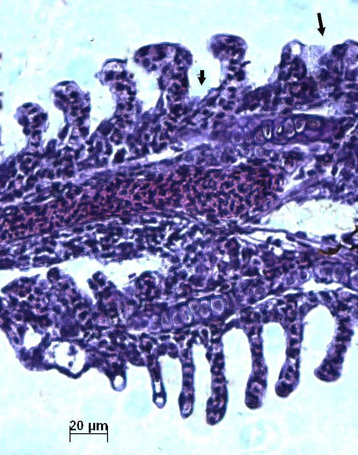 95 X SVC Figura 56: Brânquia de um organismo-teste juvenil (espécie D. rerio), exposto ao sedimento do ponto Confluência, em julho/03. C: cartilagem.