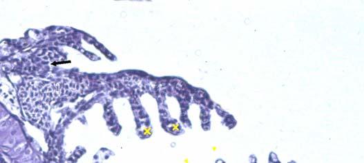 103 LS C Figura 63: Brânquia de um organismo-teste juvenil (espécie D. rerio), exposto a teste com amostra de água do ponto UFSCar em janeiro/04.
